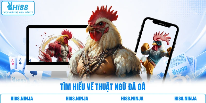 Tìm hiểu về thuật ngữ đá gà